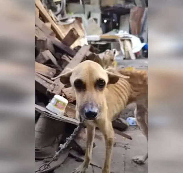 Touched by Olive's situation, a rescuer ...