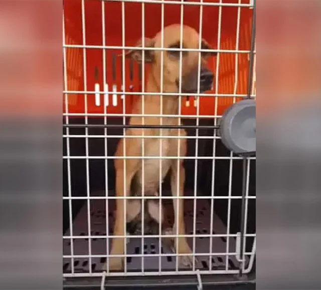 The rescue team began Olive's healing jo...