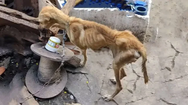 She spent years in a puppy mill, sufferi...