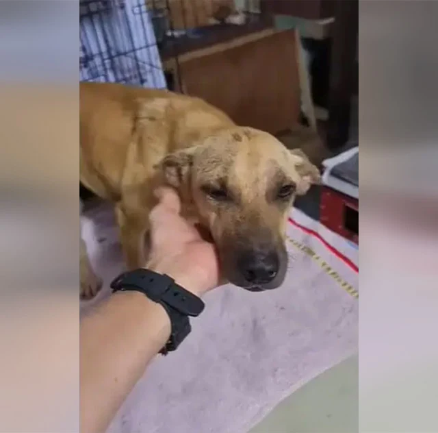To those who facilitated Olive’s rescue,...