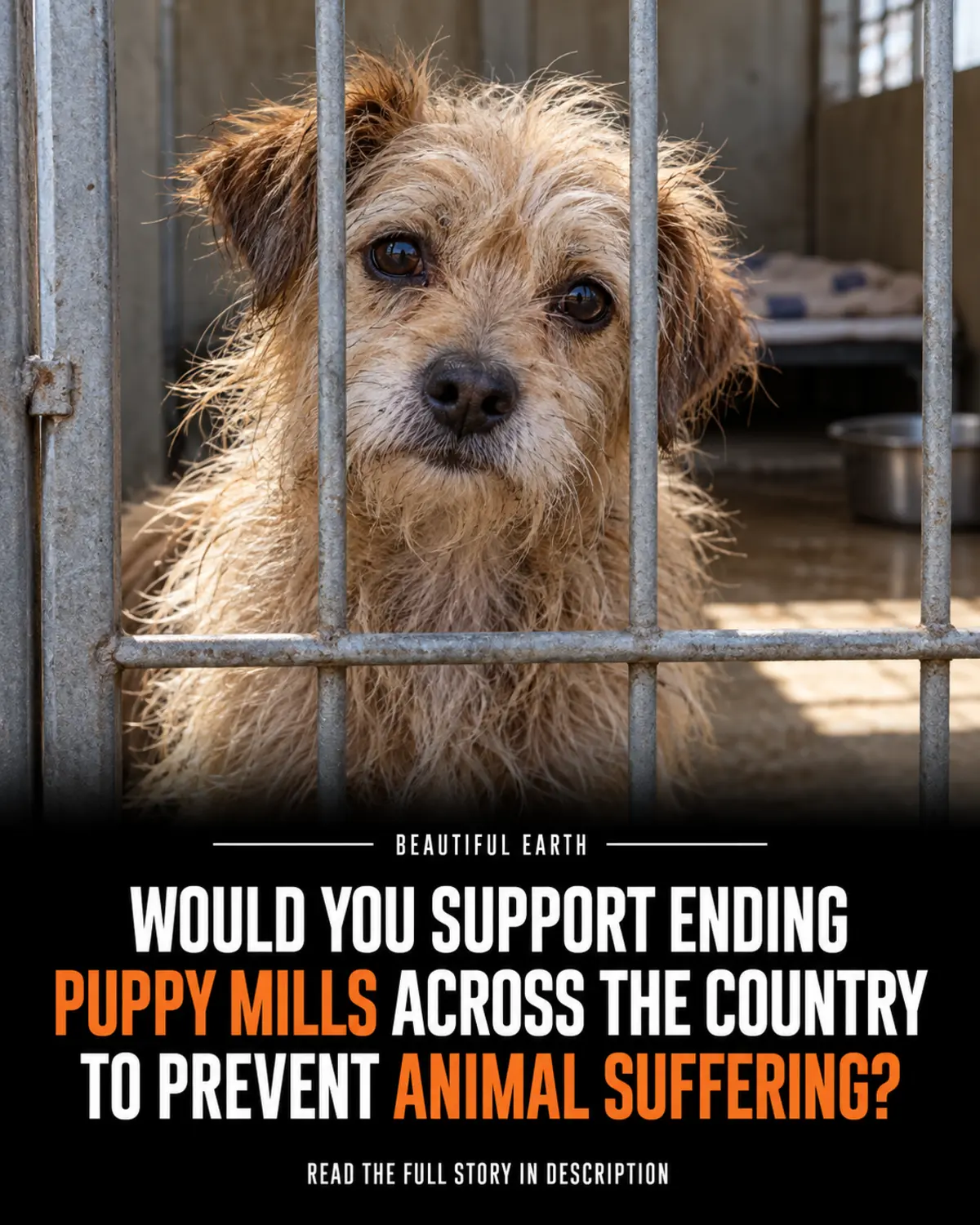 A terrier behind kennel bars with a question about ending puppy mills