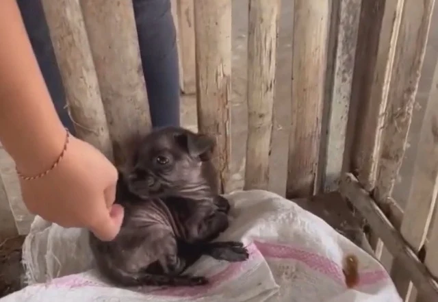 Pino's journey from an abandoned puppy t...