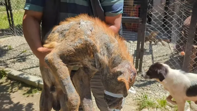 Adding to its suffering, the dog was als...