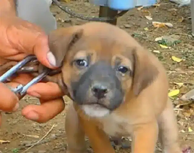 This touching rescue story serves as a r...