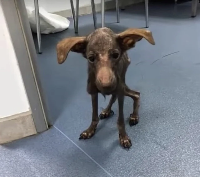 Initially, the dog's condition was dire....