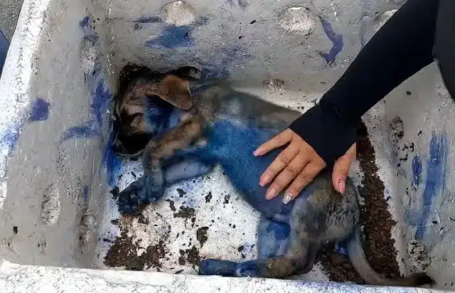 As the days passed, the puppy slowly reg...