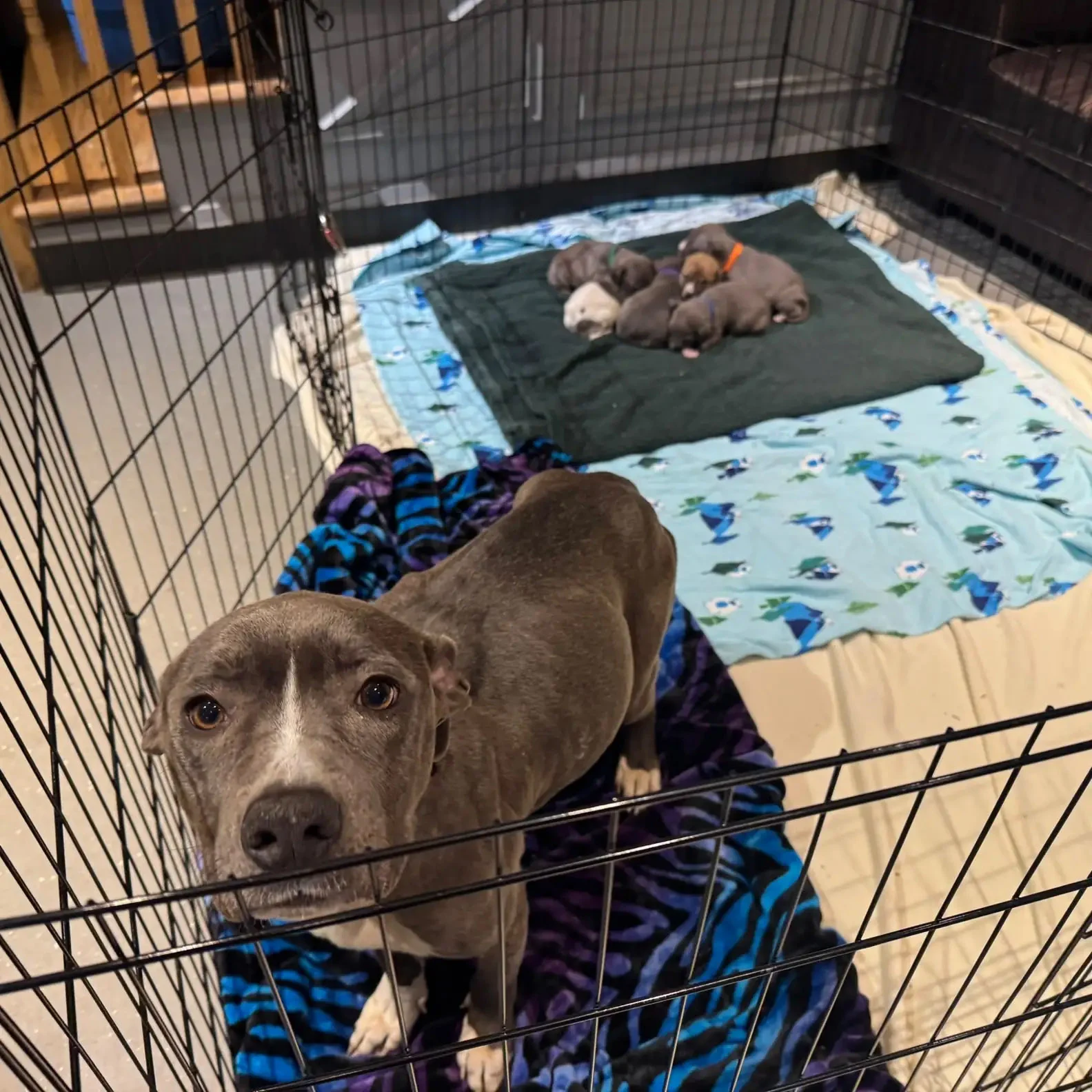 “We held a big adoption event on Sunday,...