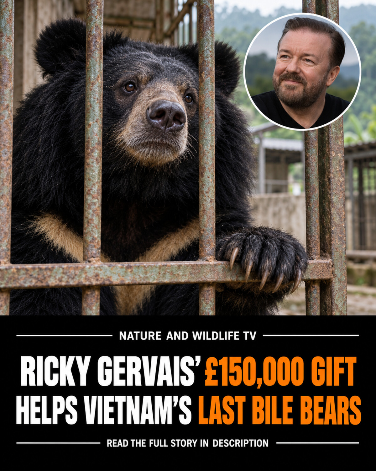 Editorial reconstruction: an Asiatic black bear behind bars with a portrait inset of Ricky Gervais and a headline about his £150,000 donation.