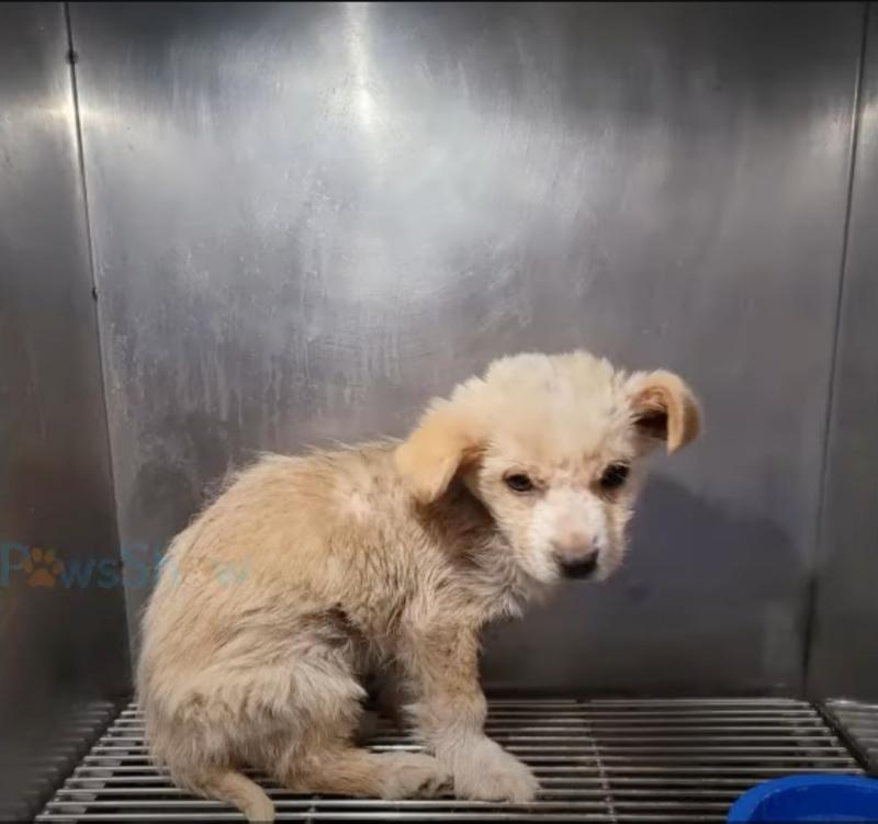 As she slowly started to recover, Suka w...