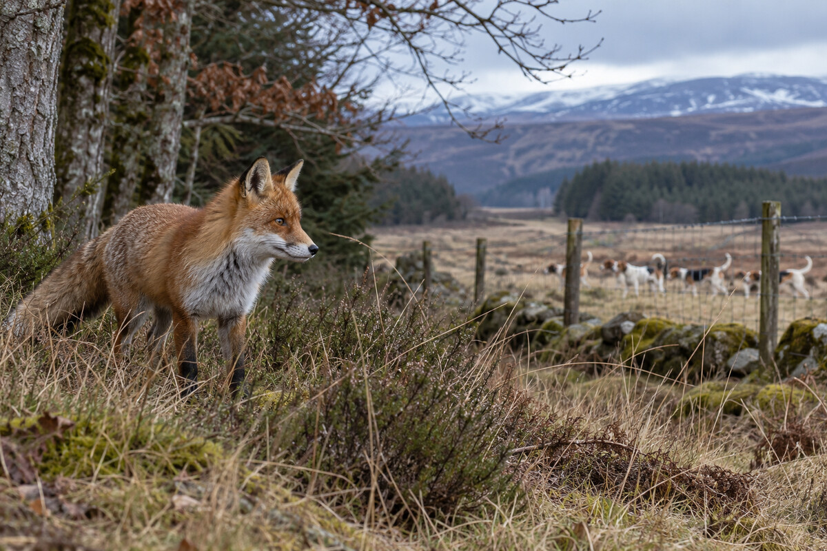 Red fox in Scottish heather with hounds at a safe distance behind a fence