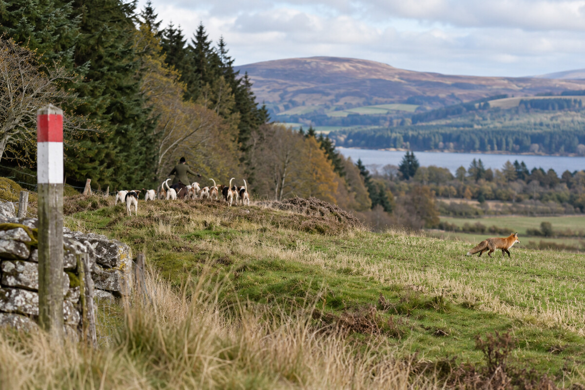Distant hounds and handler near a marked boundary while a fox moves across open ground