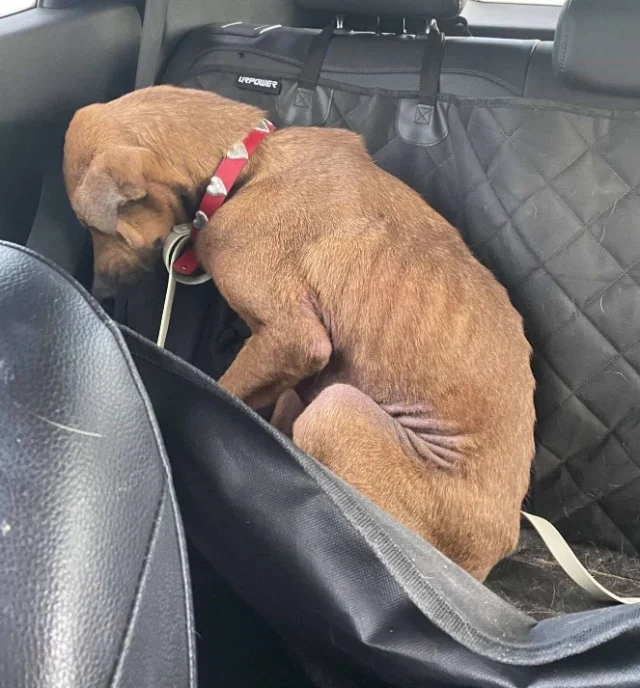 Rescuers acknowledged that Clementine fa...