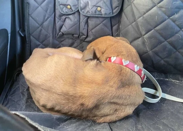 After months of vet visits and treatment...