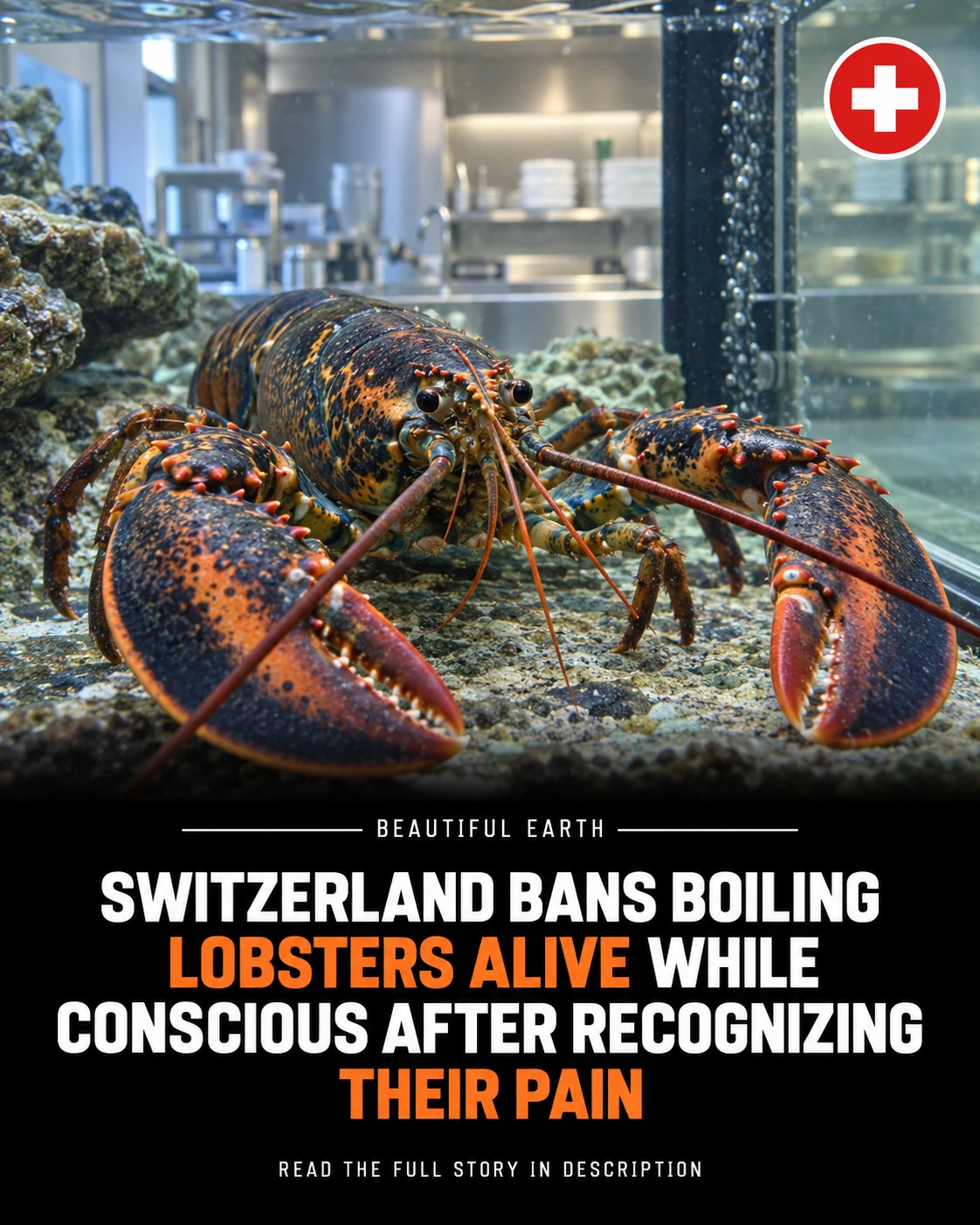 A lobster in a professional holding tank beneath a Beautiful Earth headline about Switzerland's stunning rule.