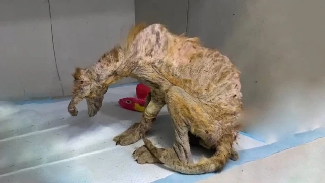 Despite her youth, Yellow had already le...