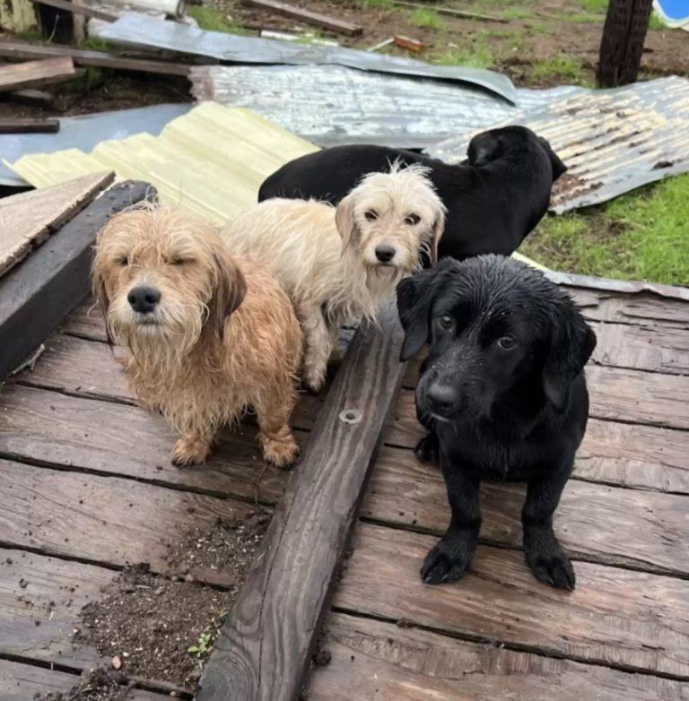 Once rescued, the puppies, who were exha...