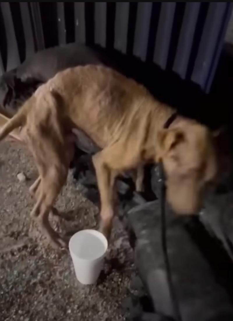 One woman from the rescue group took Cha...