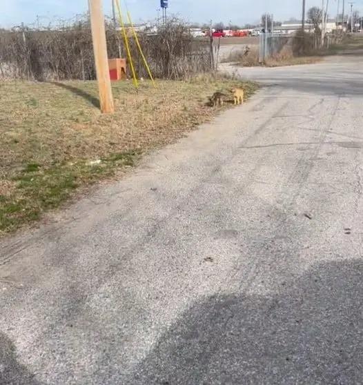 The two curious pups slowly approached h...