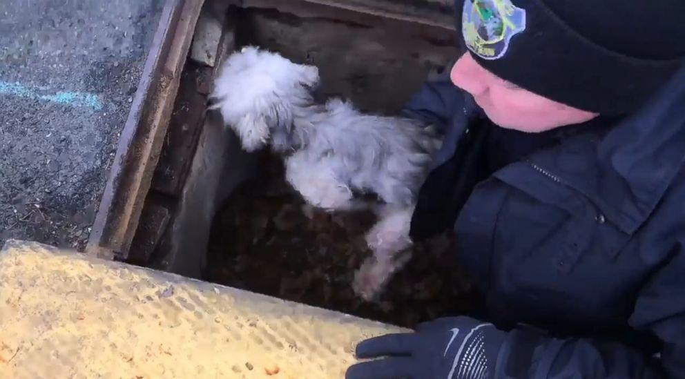 “He was my neighbor’s dog, and my ...
