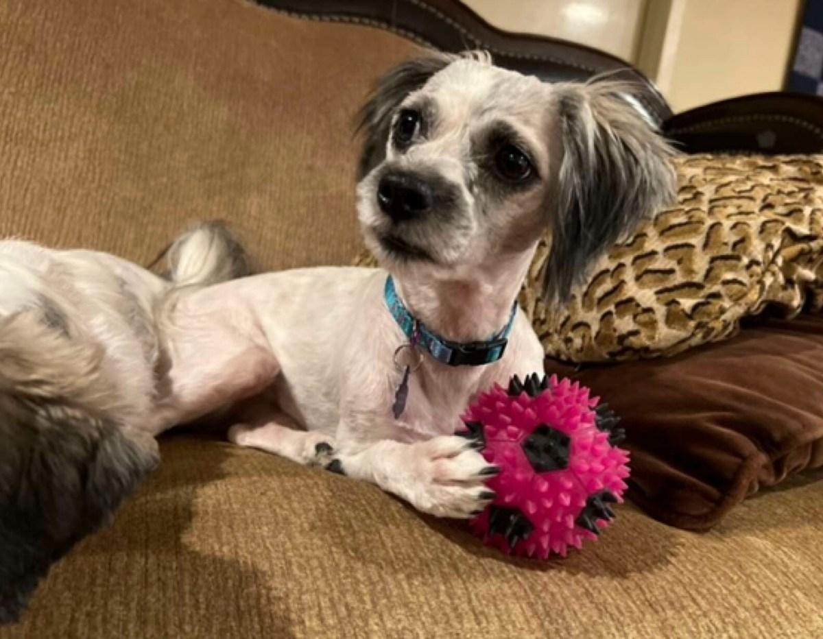 The next day, Cindy reunited Truvy with ...