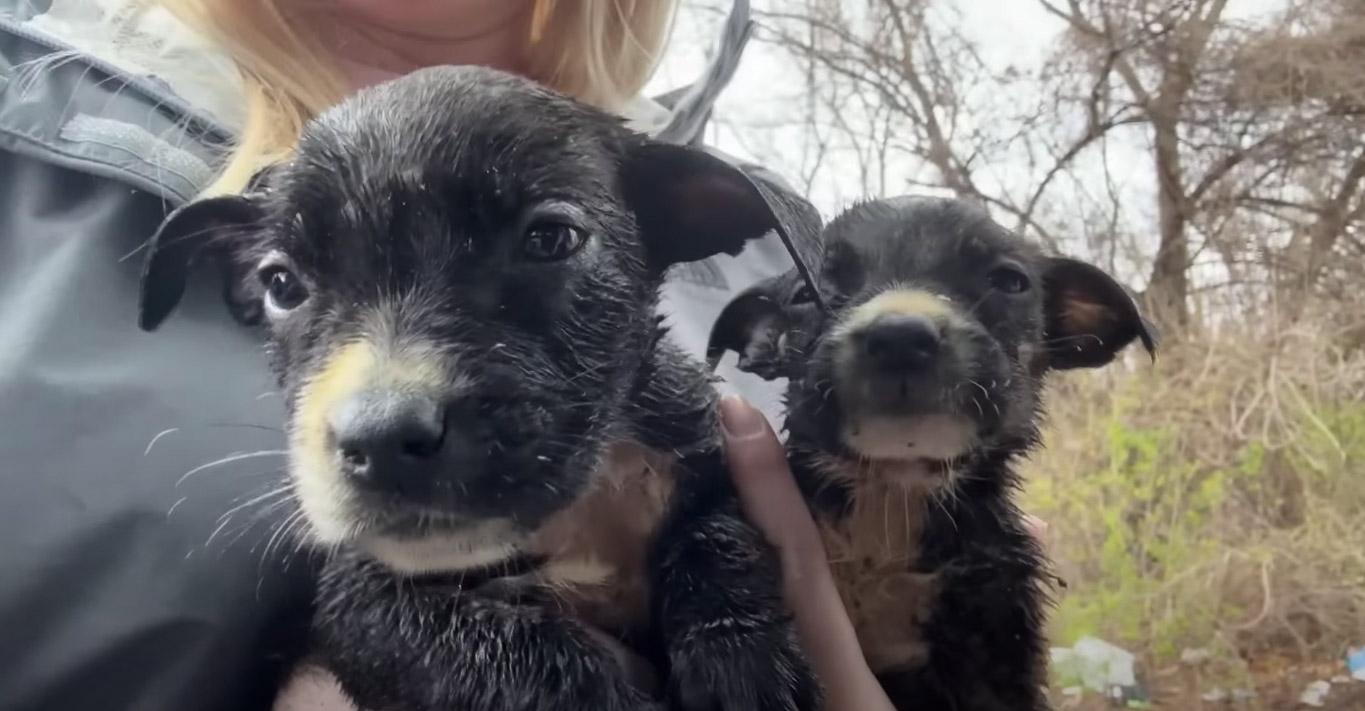 This rescue mission, saved from what ini...