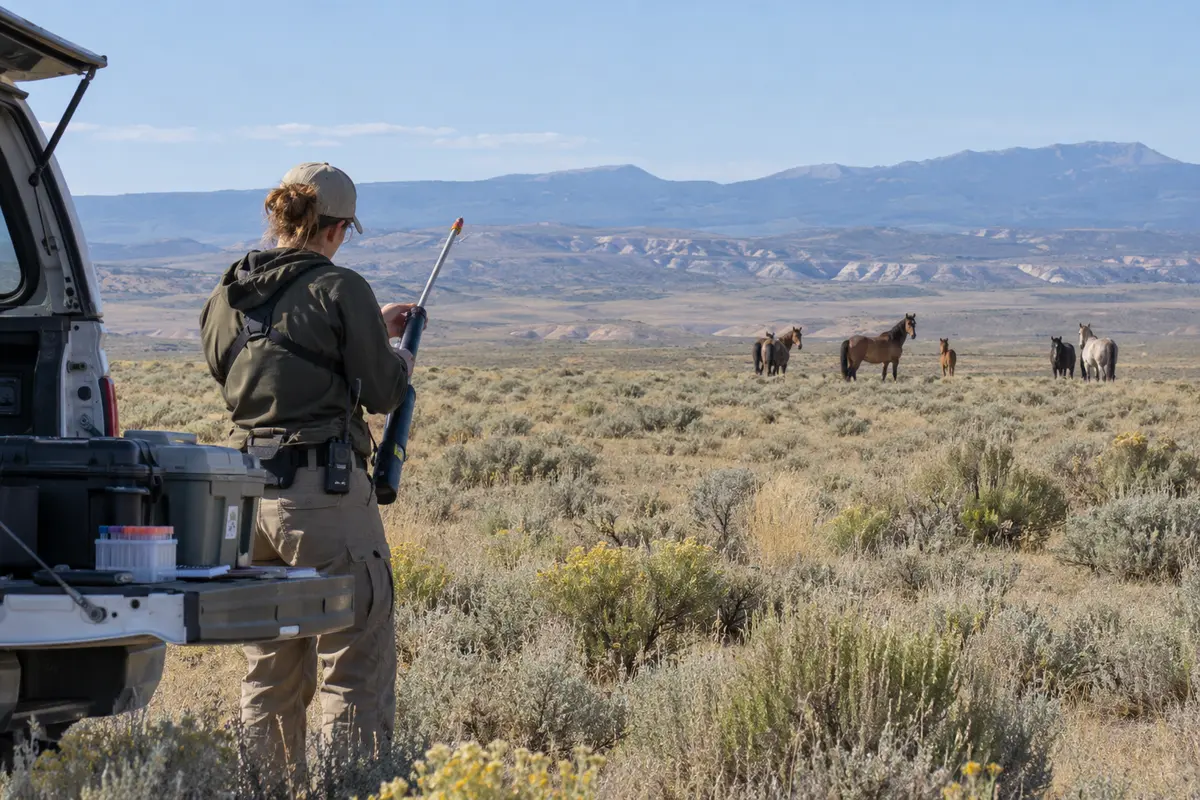 A wildlife specialist preparing remote fertility-control work near wild horses on western rangeland