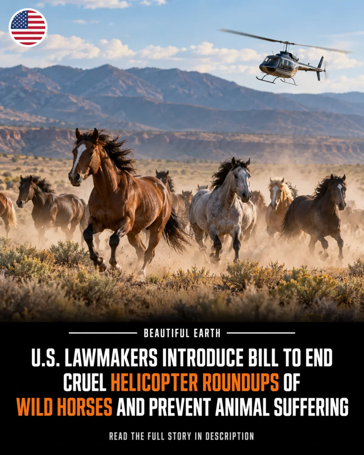 Wild horses running across western rangeland beneath a roundup helicopter