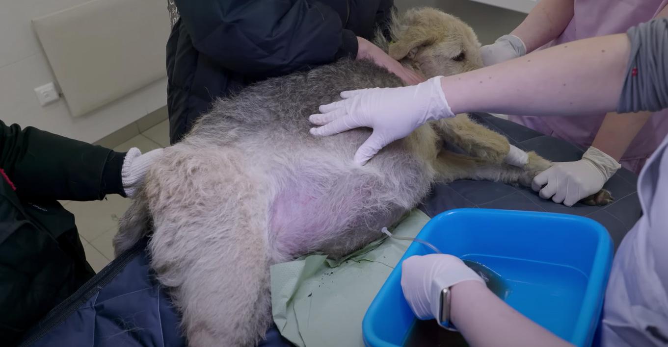 She had a massive, distended belly, cont...