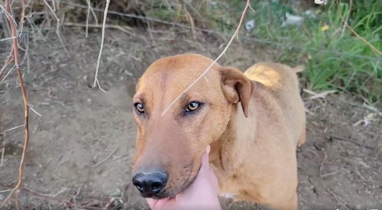 Once at the rescue center, Zoomie receiv...